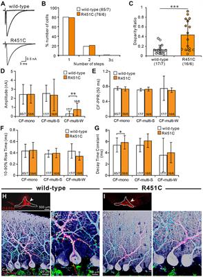 An Autism-Associated Neuroligin-3 Mutation Affects Developmental Synapse Elimination in the Cerebellum